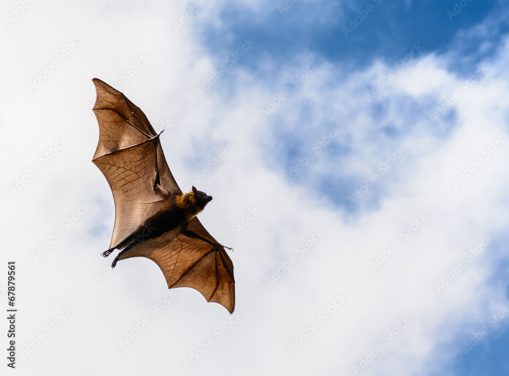 Naklejka premium Flying fox on blue sky