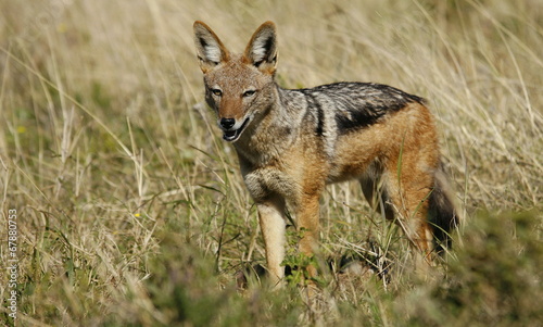A black backed Jackal in this side on landscape portrait of this unique mammal looking into the camera. Taken in Addo elephant national Park,eastern cape,south africa © fishcat007