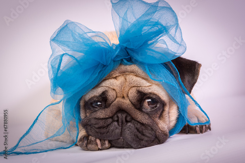 Funny Pug/Funny Pug at white background