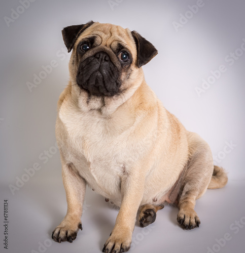 Funny Pug/Funny Pug at white background