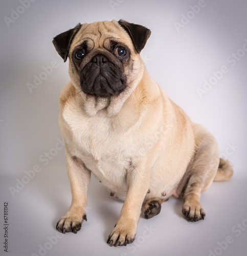 Funny Pug Funny Pug at white background
