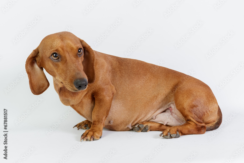 Funny dachshund/Funny dachshund 