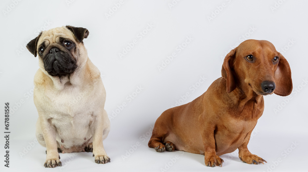 Funny dachshund and Pug/Funny dachshund and Pug