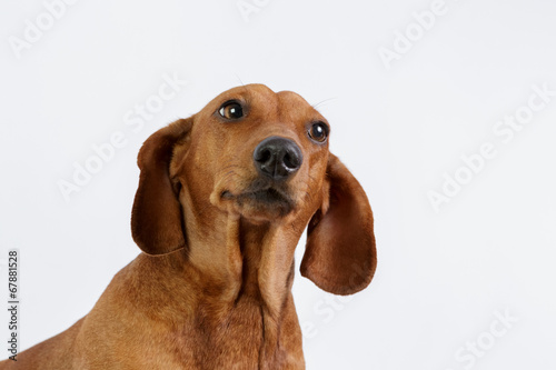 Funny dachshund/Funny dachshund 