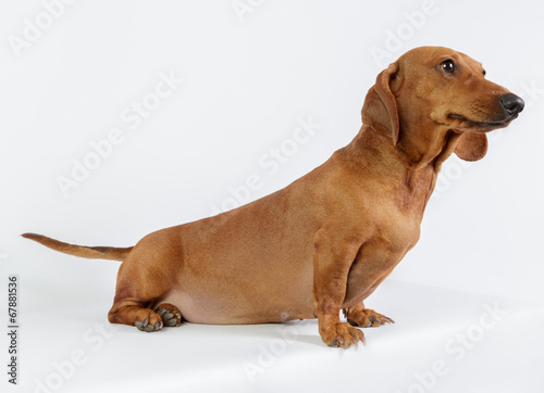 Funny dachshund Funny dachshund 