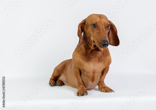Funny dachshund/Funny dachshund  © kasperok32