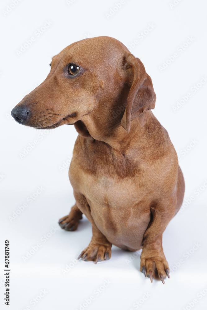 Funny dachshund