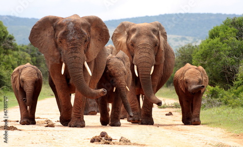 A herd of elephant on the move and walking towards the camera. South Africa