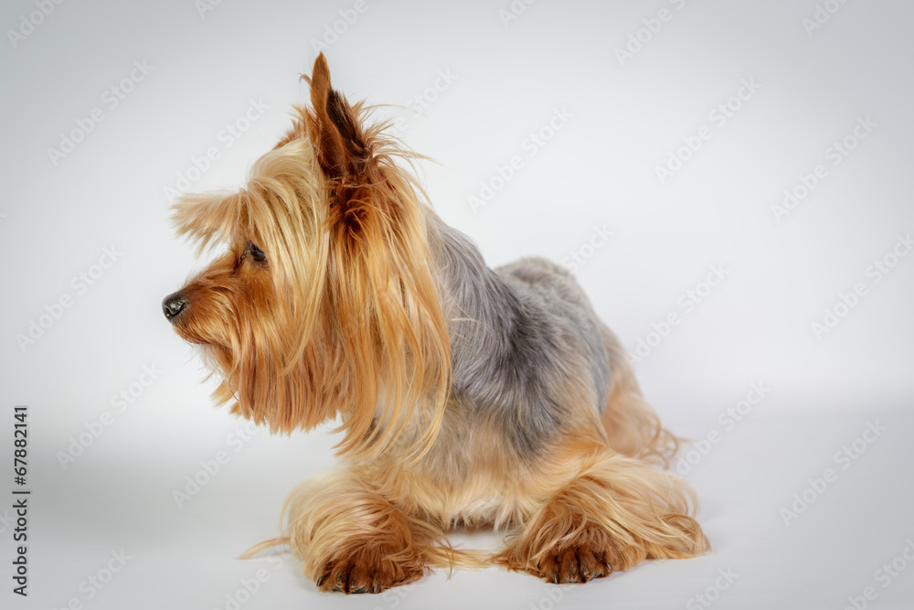 Naklejka premium Funny Yorkshire terrier