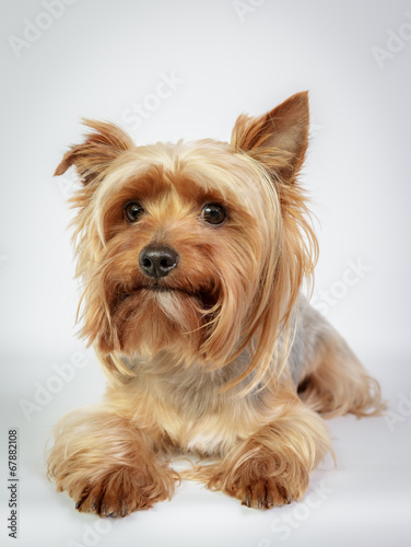 Funny Yorkshire terrier