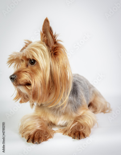 Funny Yorkshire terrier © kasperok32