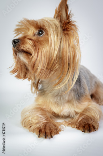 Funny Yorkshire terrier