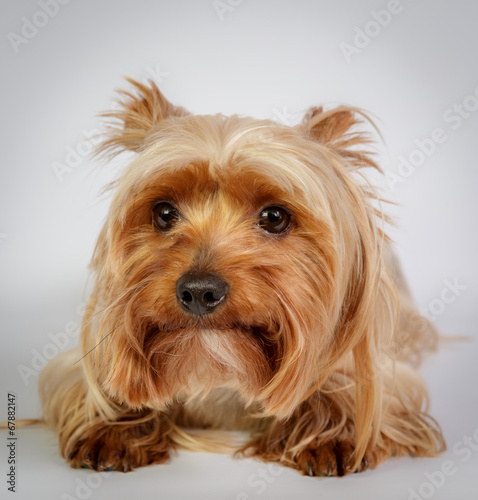 Funny Yorkshire terrier