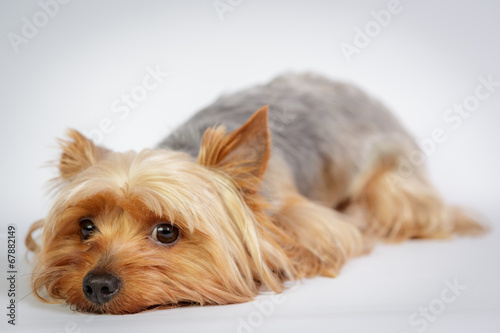 Funny Yorkshire terrier