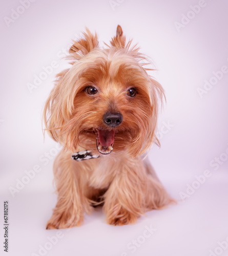 Funny Yorkshire terrier