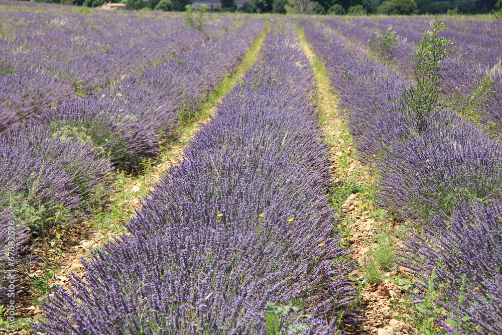 Fototapeta premium Lavender fields near Sault, France