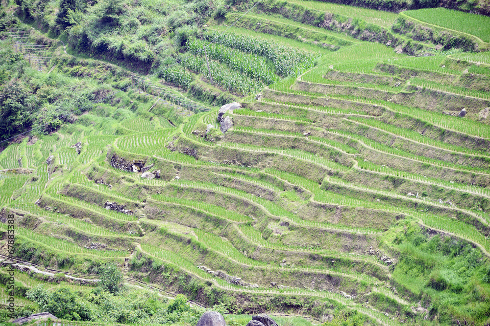 Longsheng Rice Terrace,Guilin, Guangxi, China