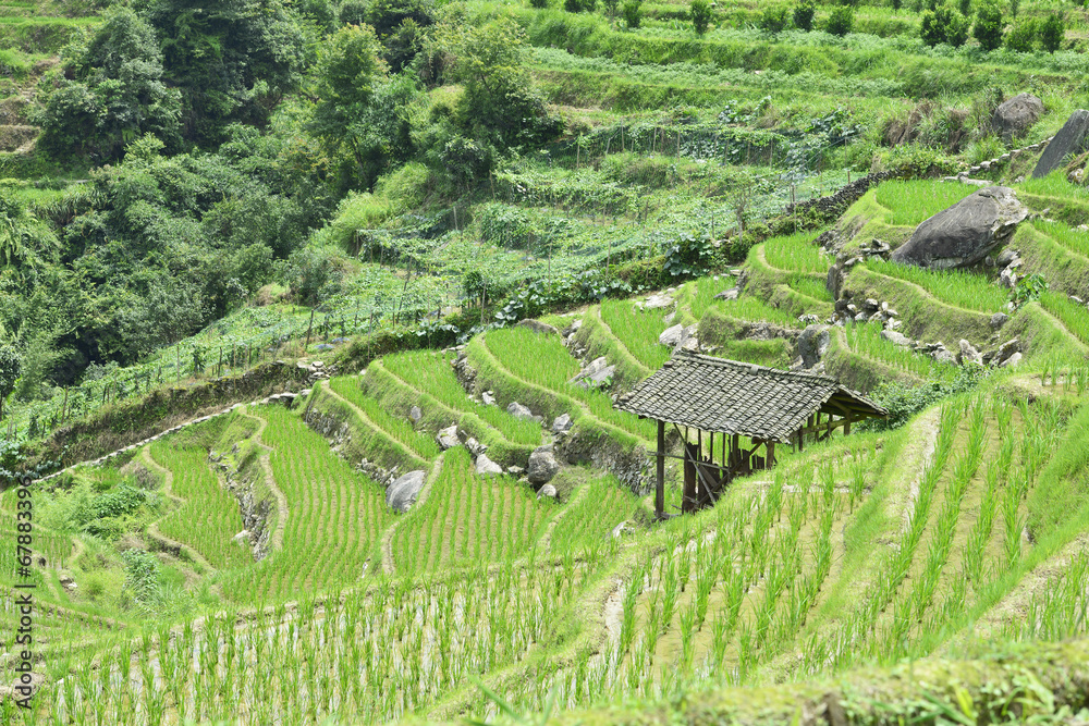 Longsheng Rice Terrace,Guilin, Guangxi, China