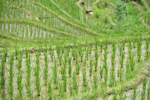 Longsheng Rice Terrace Guilin  Guangxi  China