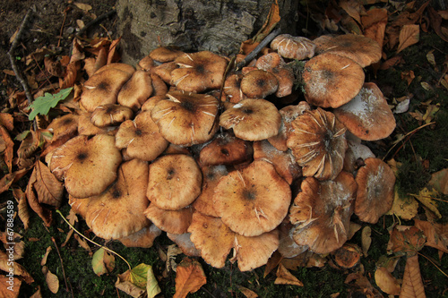 Mushrooms near a tree