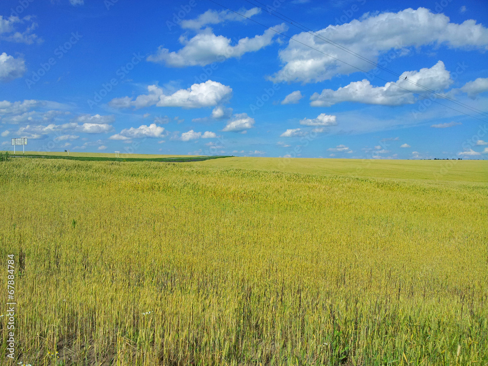 Meadow of wheat. Beautiful landscape.  Belgorod Oblast. Russia.