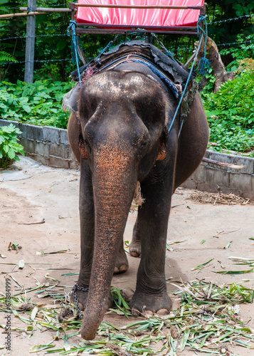 Elephant waiting to start the tours with tourists in Thailand