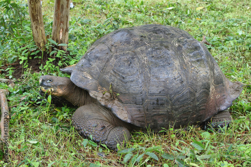 Giant Galapagos tortoise in Santa Cruz Island