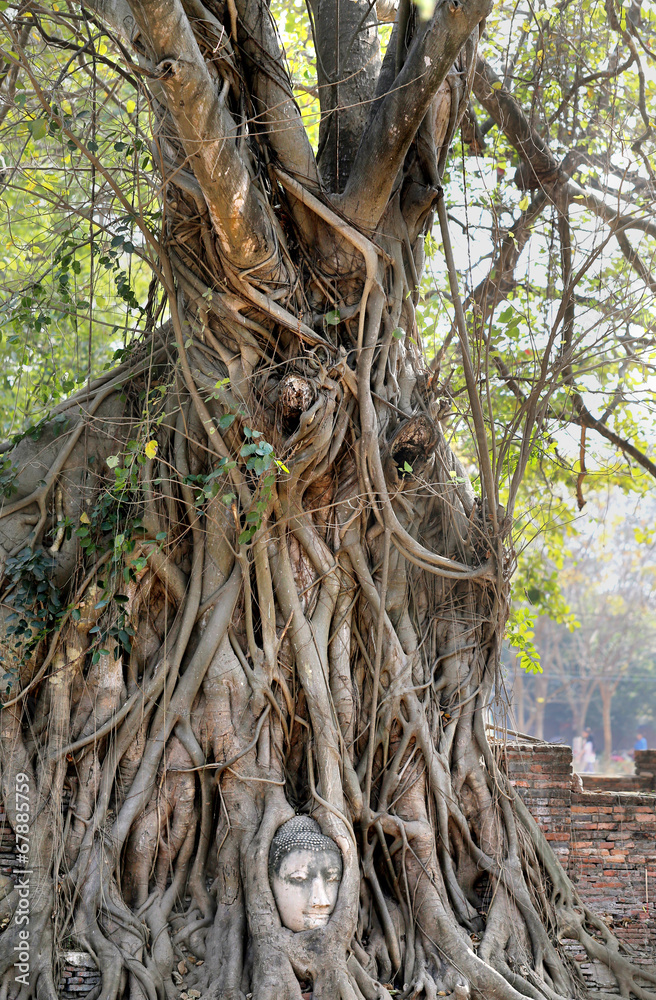 beautiful tree with Buddha's head beautiful tree with Buddha's head