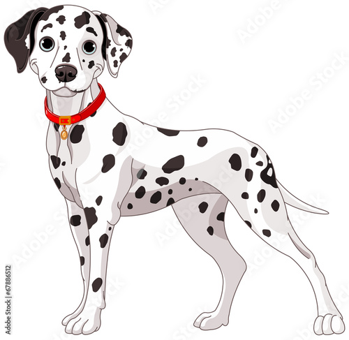 Cute Dalmatian Dog