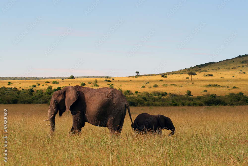 Naklejka premium Elefantes en la sabana
