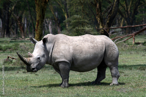 Rhino in the wild