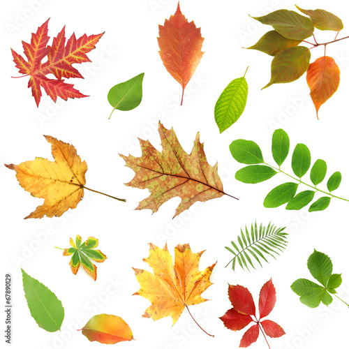 Collage of different leaves isolated on white