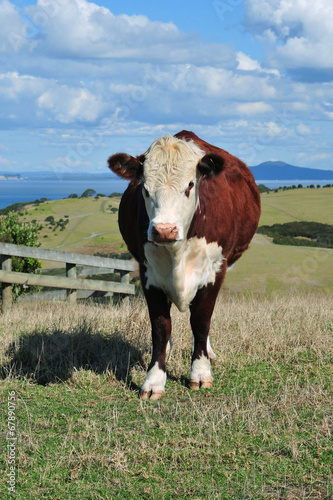 Cow on hill with sea and islands in background © Daniel Poloha