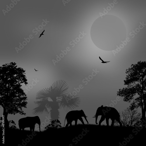 Wild elephants at sunset