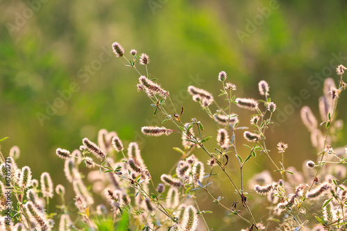 wild flowers on meaow photo