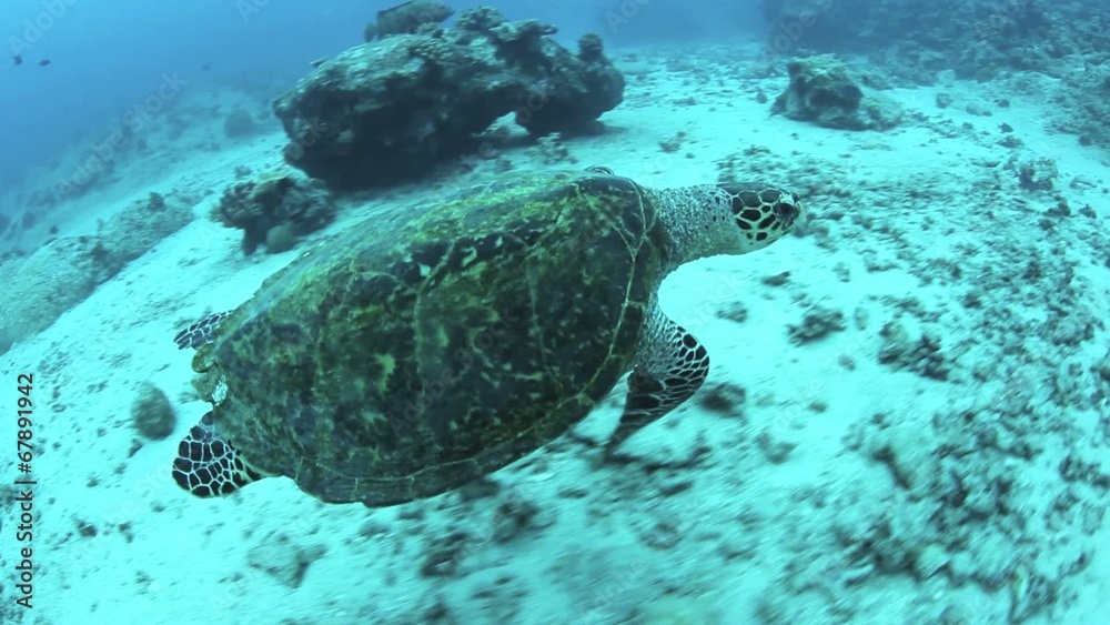 Hawksbill Turtle Swimming Hawksbill Turtle Swimming