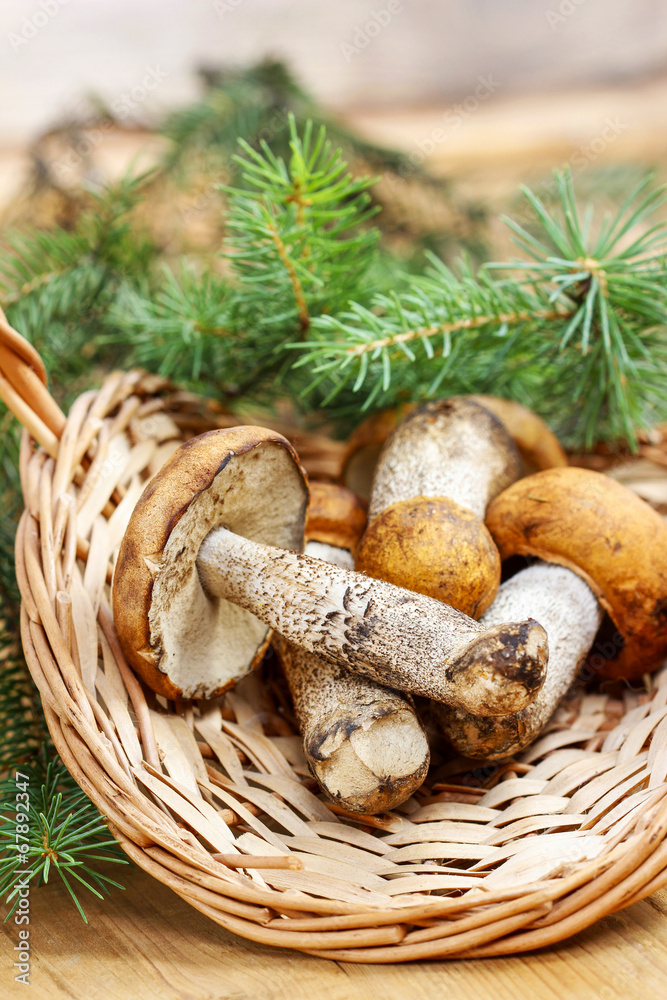 Mushrooms in the basket Mushrooms in the basket