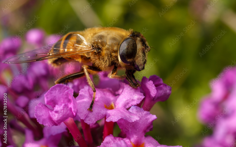 A Hoverfly feeding on a Buddleja A Hoverfly feeding on a Buddleja