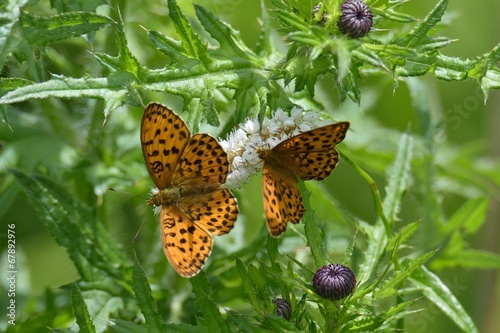 イブキトラノオで求愛するヒョウモンチョウ photo