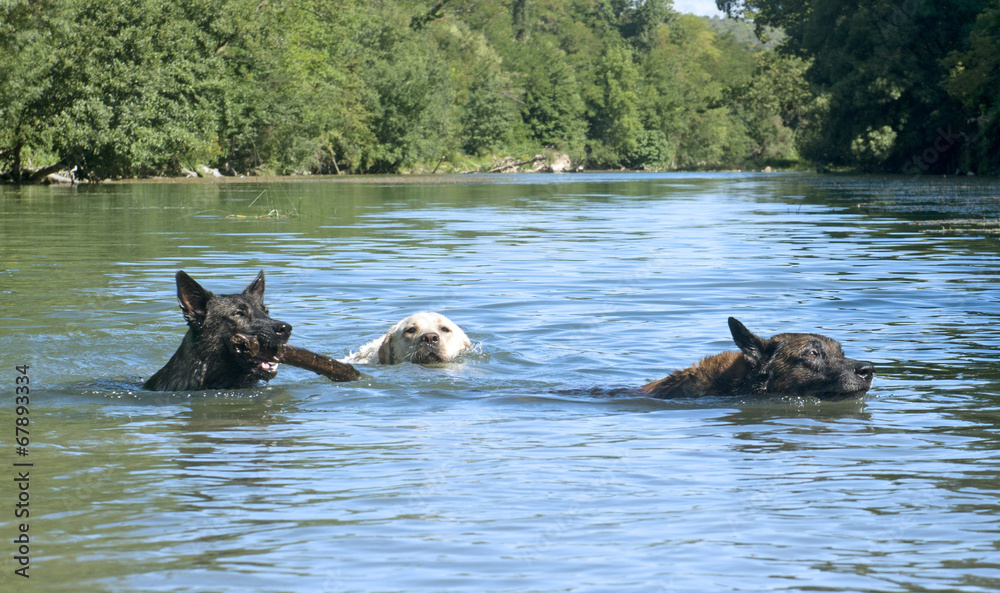 Fototapeta premium swimming dogs