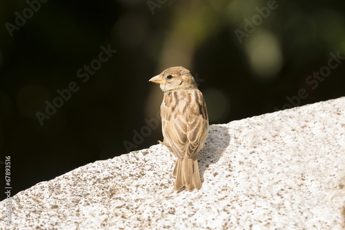 Vogel sitzt auf Steinmauer