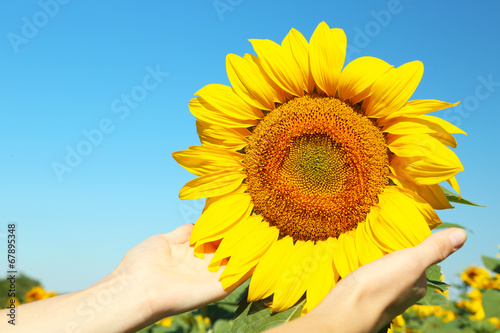 Female hand holding sun flower in field
