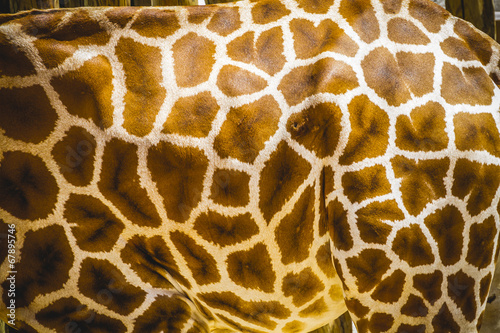 skin detail, beautiful giraffe in a zoo park
