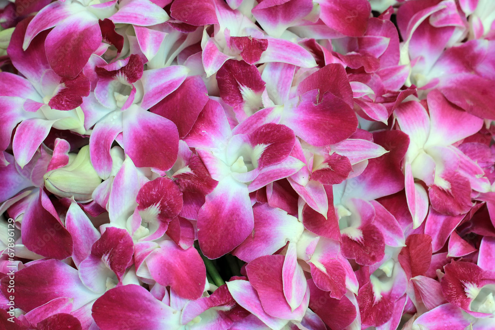 orchid flower