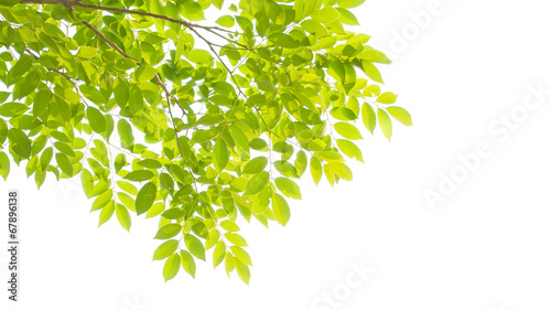 green leaves and branches on white background