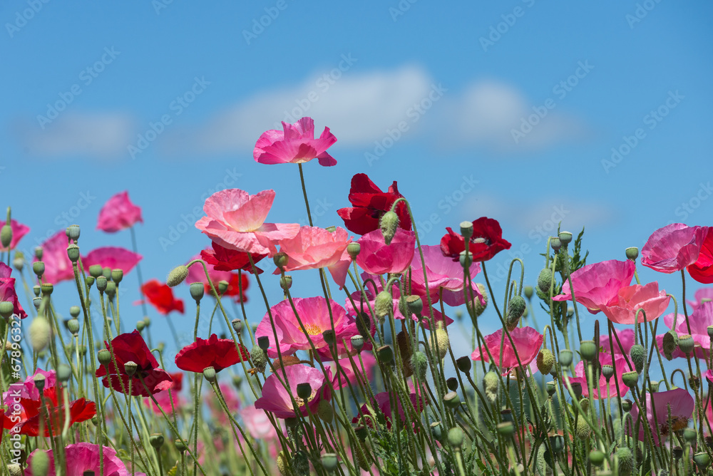 Obraz premium horizontal poppy field