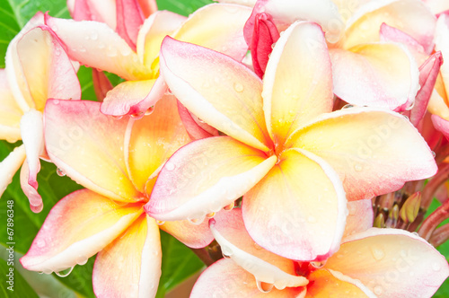 branch of tropical flowers frangipani (plumeria) with drops of w