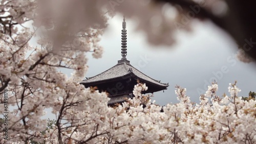 五重塔と桜1