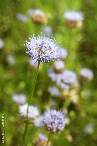 Little blue flowers in the meadow