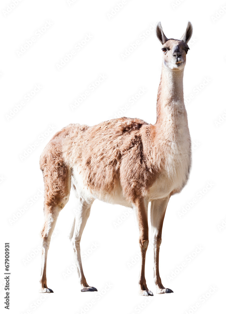 Obraz premium Guanaco. Isolated on white